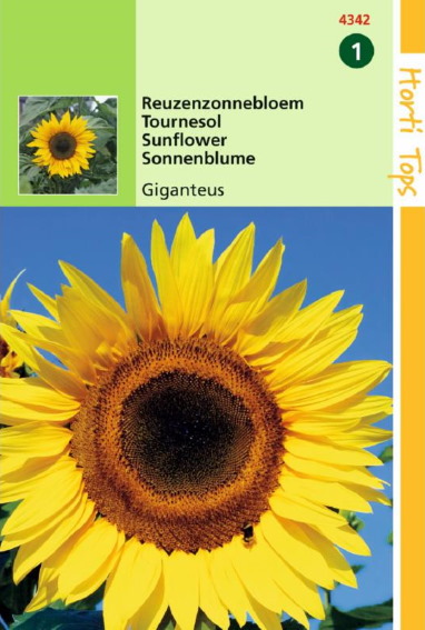 Sunflower Giganteus (Helianthus) 60 seeds HT